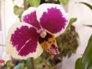 phalenopsis
