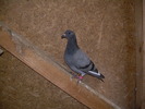 DSCN0452