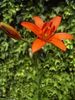 450px-Lilium_concolor
