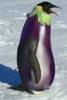 pinguin