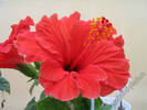 Hibiscus Rosu gofrat 2