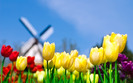 1895_smellofholland_2560x1600