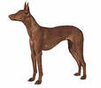 pharaoh_hound