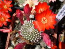 Rebutia krainziana - flori rosi