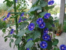 Blue Morning Glory (2009, Aug.29)