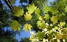 168_talltalltrees_1440x900