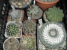 Astro, Echinopsis, Mamm