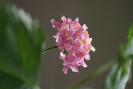 lantana camara