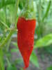 Cayenna chili pepper, 04auPiccante di Cayenna (2009, August 04)g2009