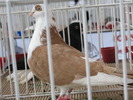 IMG_8064