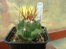 Thelocactus nidulans