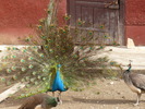 P1000794