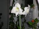 CIMG0211