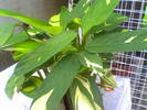 calathea