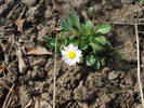 Bellis perennis (2009, March 31)