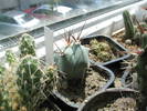 Echinocactus ingens