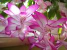 Schlumbergera%2001