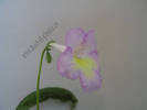 Streptocarpus roz galben 2
