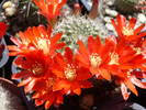 Rebutia fiebrigii