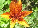 DSCI0575