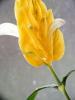 DSCF1683
