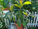 FICUS