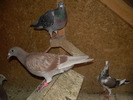 DSCN0454
