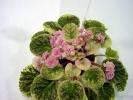 rose_bouquet_2005avsa