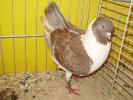06166 modenezg brown 1