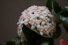 Hoya compacta