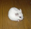 hamster_5_a_1