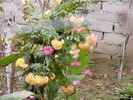 GRADINA TOAMNA
