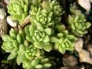 SEDUM.3