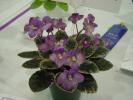 Symphonette_2005avsa_2