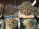 Copiapoa bpboci