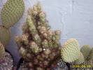 19-Cereus jamacarus f.monstruosus