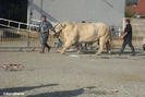 charolais-