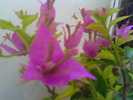 BOUGAINVILLEA