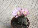 Gymnocalycium bruchii