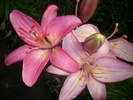 DSCI0987