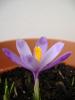 crocus