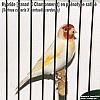 Pho04_Hy_Canari%20X%20Chrdt_satine