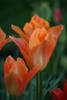 Orange Emperor