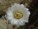 Echinopsis leucantha