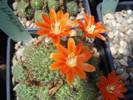 Rebutia donaldiana