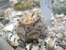 Lophophora williamsii pulvinata ?