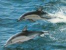 Animals_Delphin_01_1024x768
