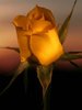 Yellow_Rose11