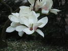 magnolie alba