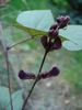 Ornamental Sweet Pea (2009, Sep.25)